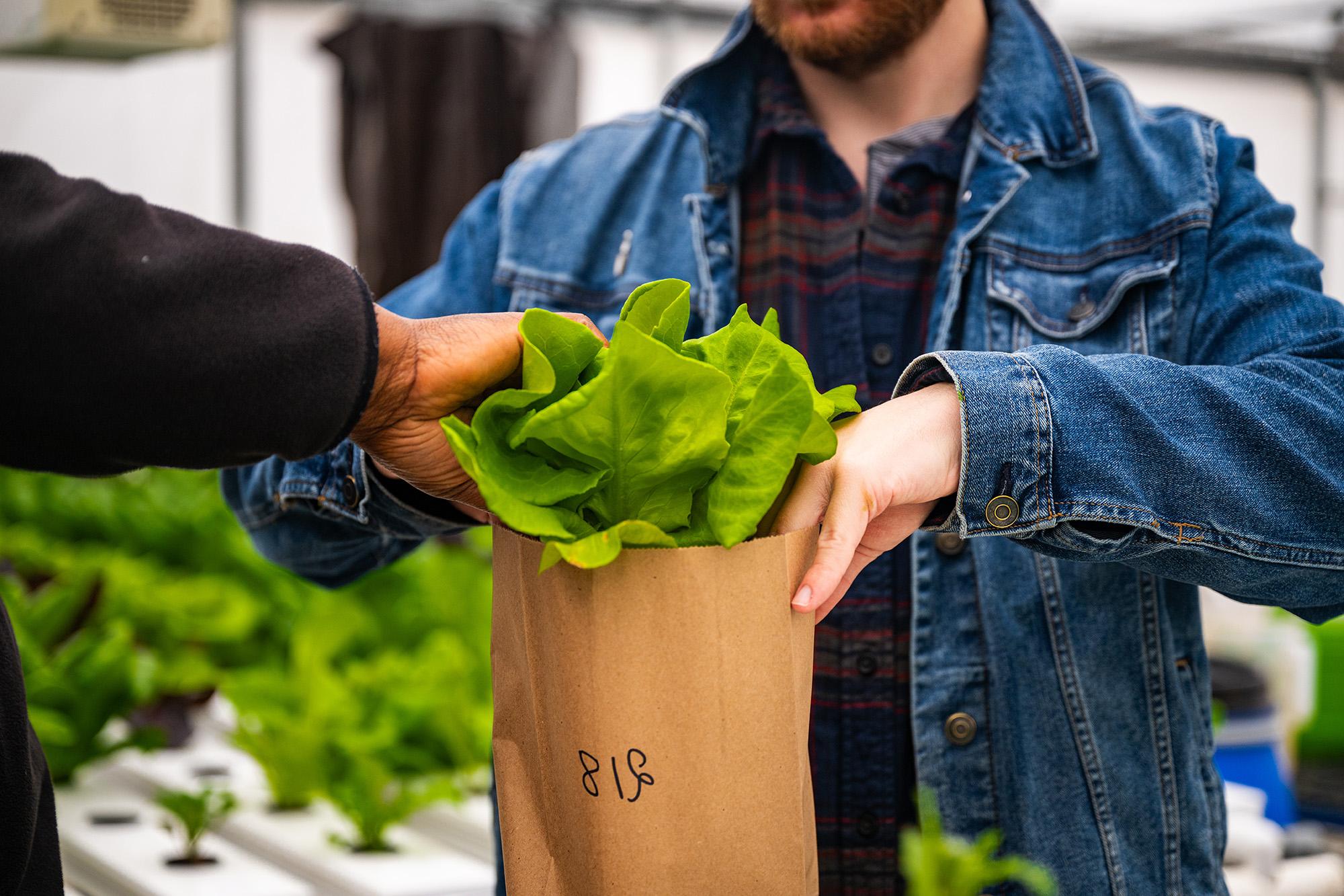 A close-up of a fresh green lettuce head being handed over in a brown paper bag inside a hydroponic greenhouse at East Texas A&M University's urban agriculture research facility.
